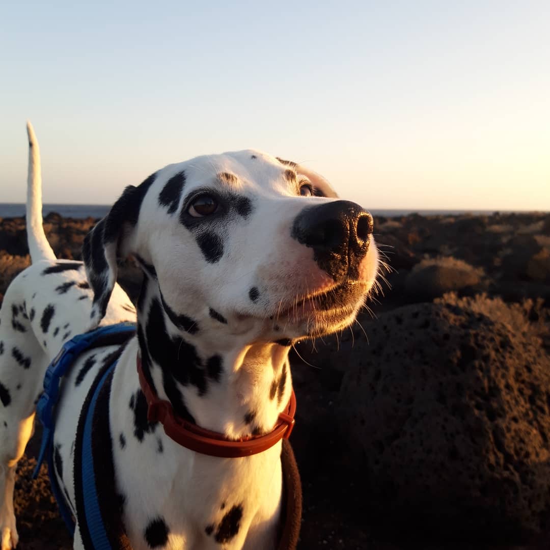 meansroses's tweet photo. A qué es guapísimo mi perro? a qué sí?? https://t.co/lKvvTnTjBC