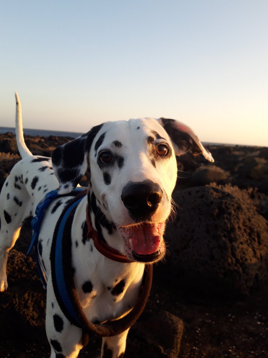 meansroses's tweet photo. A qué es guapísimo mi perro? a qué sí?? https://t.co/lKvvTnTjBC
