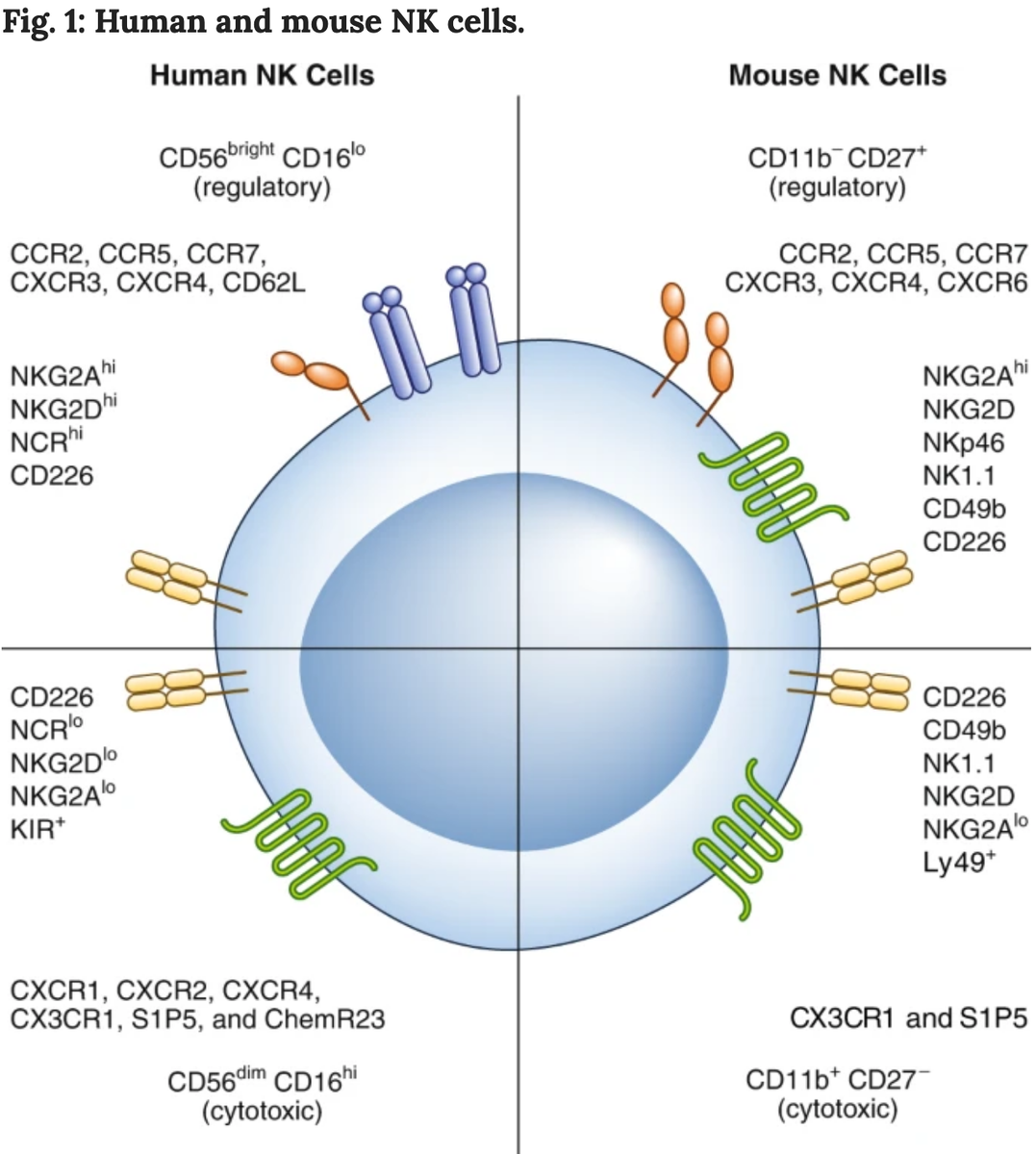 NatImmunol's tweet photo. New review: Smyth and colleagues provide an overview of recent advances in NK cell biology and discuss the progress and problems of NK cell–based cancer immunotherapies. https://t.co/2uwlLcYcbK https://t.co/KcPzBSLLmt