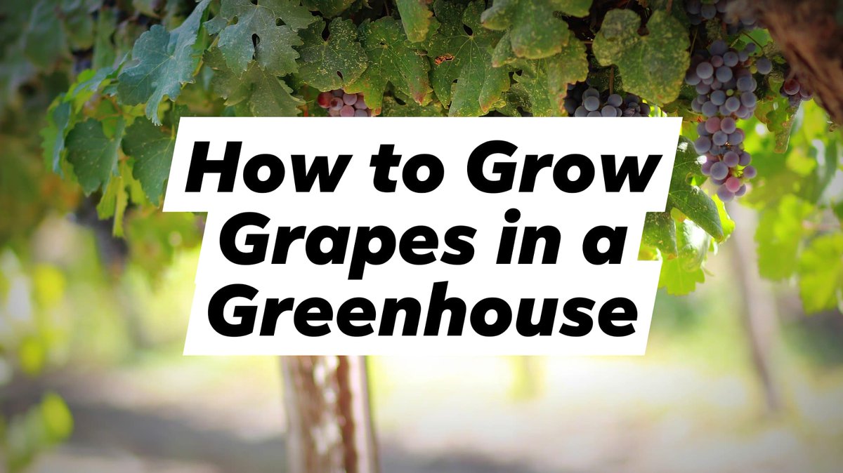 HydroponicRoots's tweet photo. Normally people think about growing grapes in sun-blazed vineyards, but as we will explain how to grow grapes in a greenhouse, and touch on table and dessert grapes which grows extremely well within a hydroponic environment. Read more https://t.co/HzeqJakCOz https://t.co/YDnbwM96ii