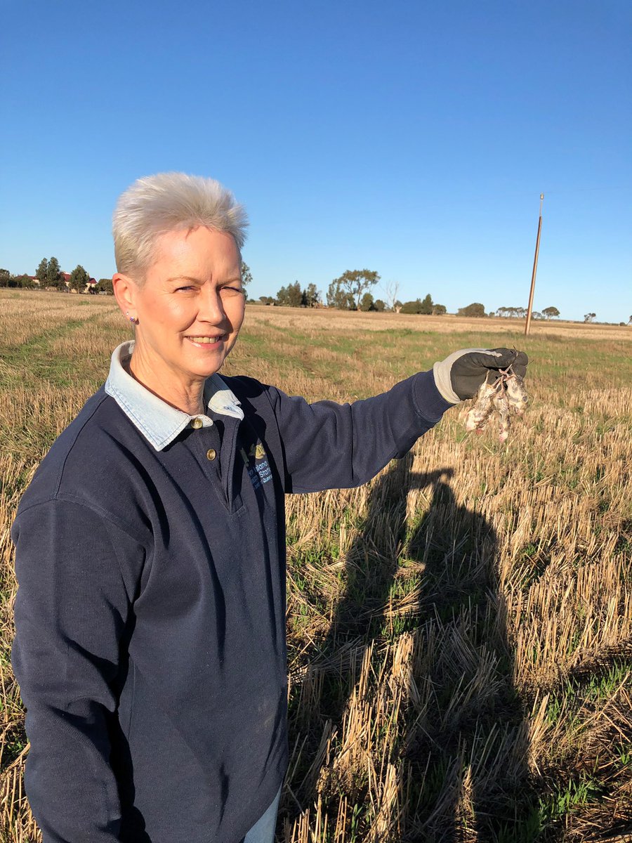 AgXtra's tweet photo. Southern YP grain growers should be aware of high mice activity in winter crops. AgXtra has been monitoring crops as part of a GRDC-funded project in cropping areas of the YP and KI after the bush fires in early 2020. Growers are urged to check for damage or evidence of activity. https://t.co/ABIk5ZuK8T