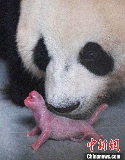 PDChina's tweet photo. China's giant panda on loan to South Korea gave birth to a 16.5 cm-tall female baby that weighs 0.197 kg at a zoo in South Korea on Monday. The panda cub is the first #panda born in South Korea. https://t.co/6iB9iXJZEE