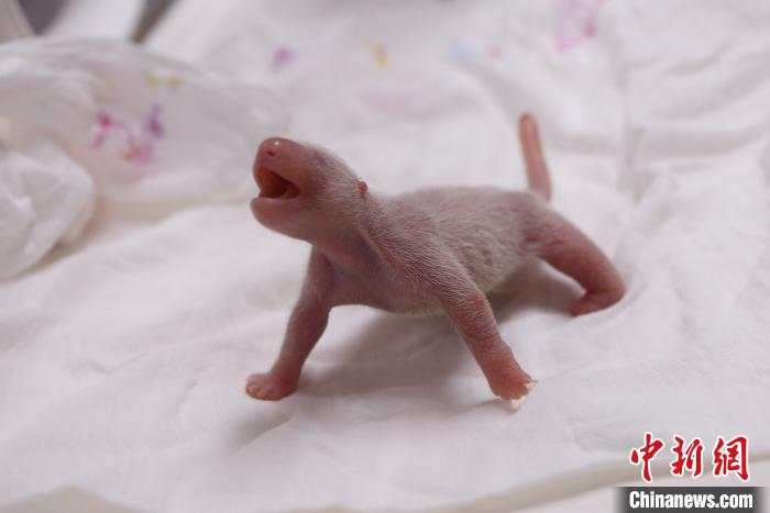 PDChina's tweet photo. China's giant panda on loan to South Korea gave birth to a 16.5 cm-tall female baby that weighs 0.197 kg at a zoo in South Korea on Monday. The panda cub is the first #panda born in South Korea. https://t.co/6iB9iXJZEE