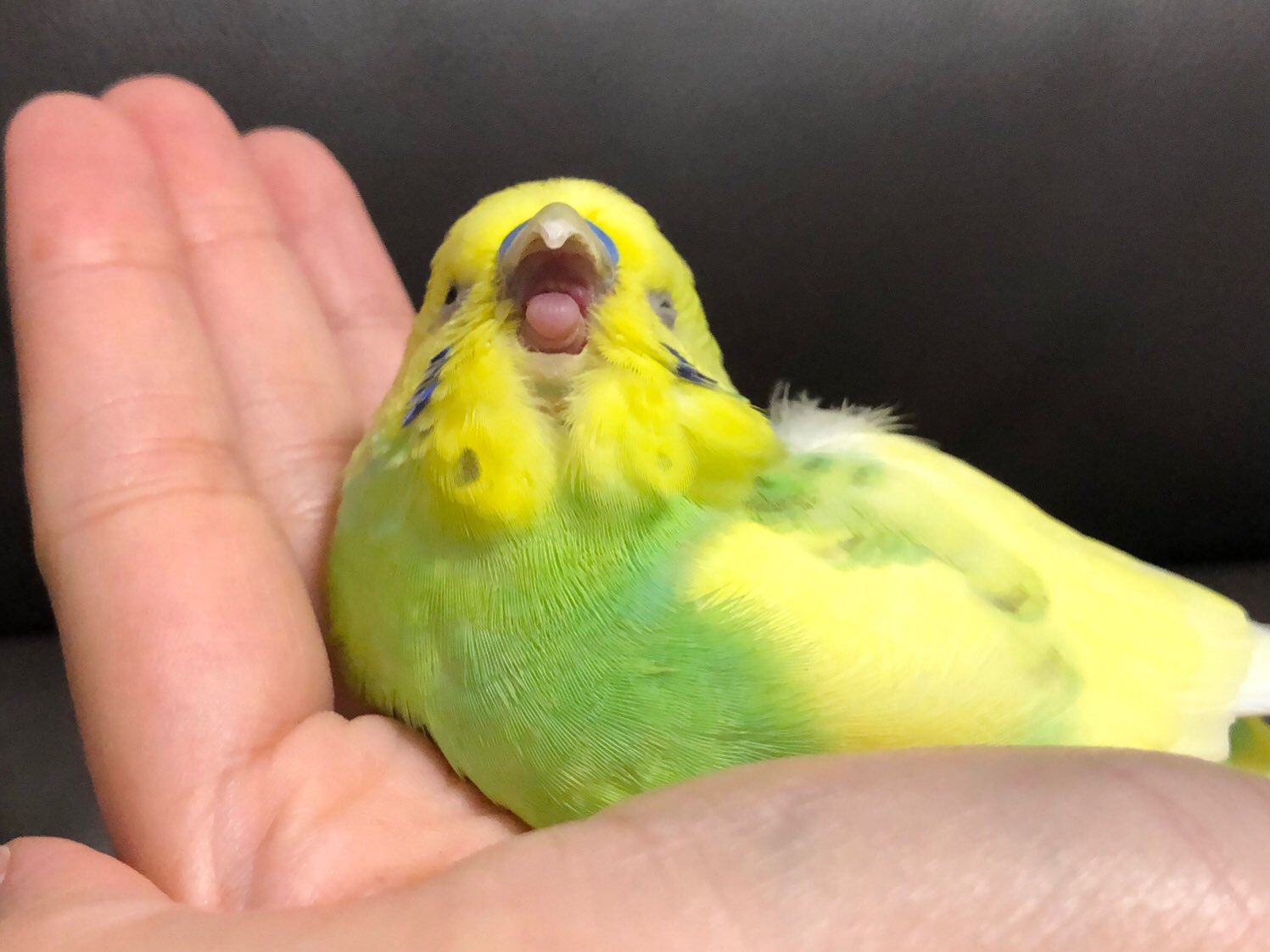 おかゆとかいぬし Twitterissa インコのあくびは かわいいんだよねぇ おかゆとかいぬし Twitterissa インコのあくびは かわいいんだよねぇ