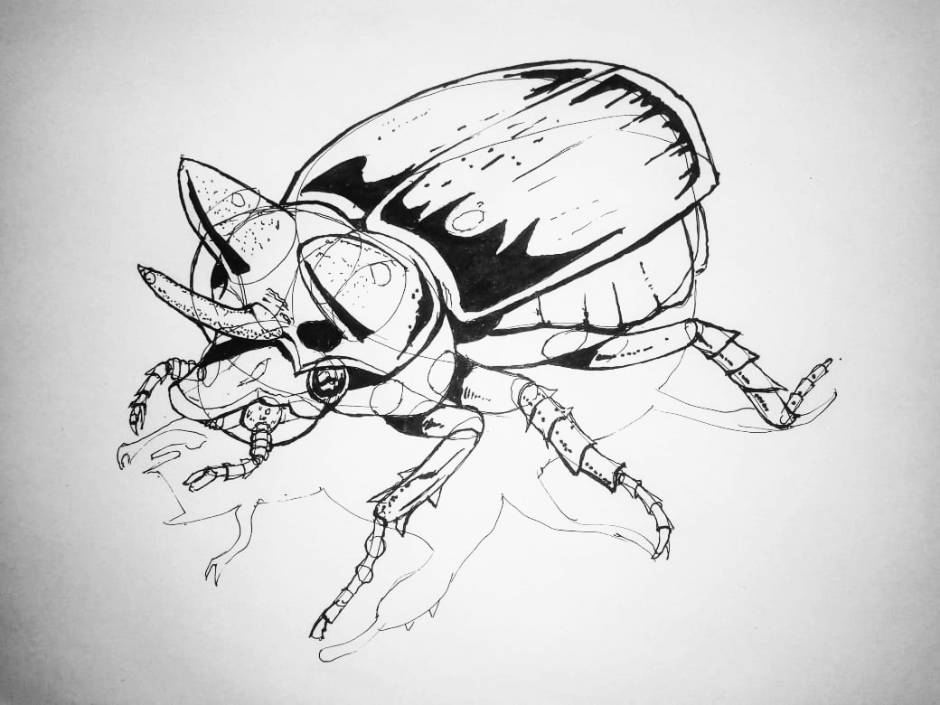 another beetle drawing study