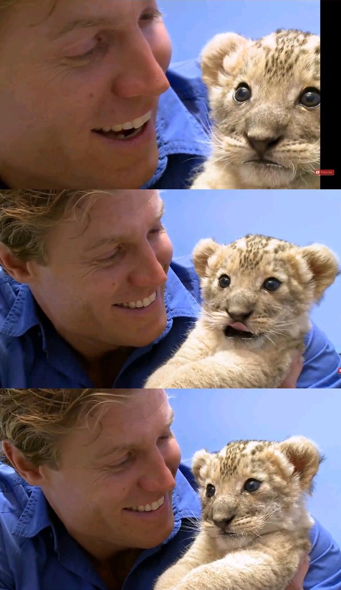 สิงโตเด่กเร้กคำรามหยั่งเท่ แต่ฟันขึ้นมาแค่ 2 ซี่เองงง เอ็นดูไม่ไหวววว น่ารักมากกกกกก 🥺💚🥺💚🥺