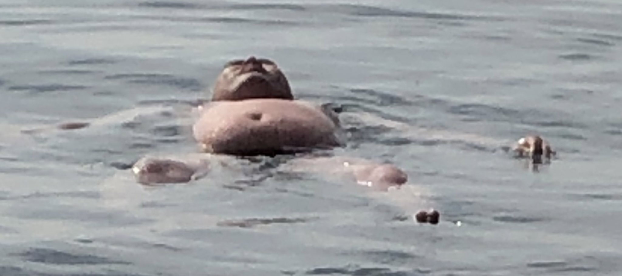 Ouiea 読み方 おういえあ Rt Not Human Uno ブタのドザエモン T Co Esda5dxwxs Twitter Ouiea 読み方 おういえあ Rt Not Human Uno ブタのドザエモン T Co Esda5dxwxs Twitter