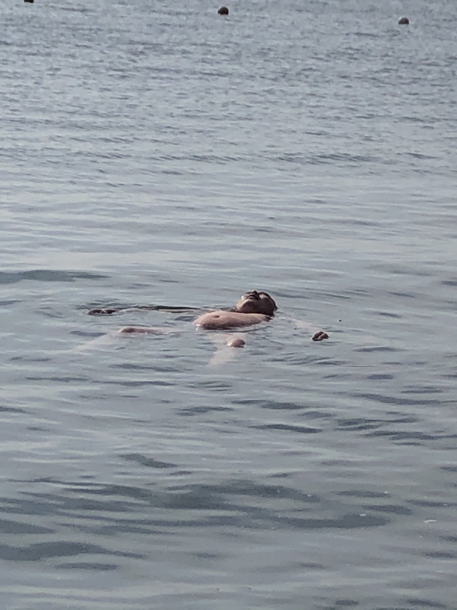 Ouiea 読み方 おういえあ Rt Not Human Uno ブタのドザエモン T Co Esda5dxwxs Twitter