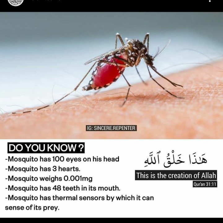 ChoudharyFaima's tweet photo. اور تم اللہ کی کون کون سی نعمت کو جھٹلاو گے۔ https://t.co/4xIn4rsQil