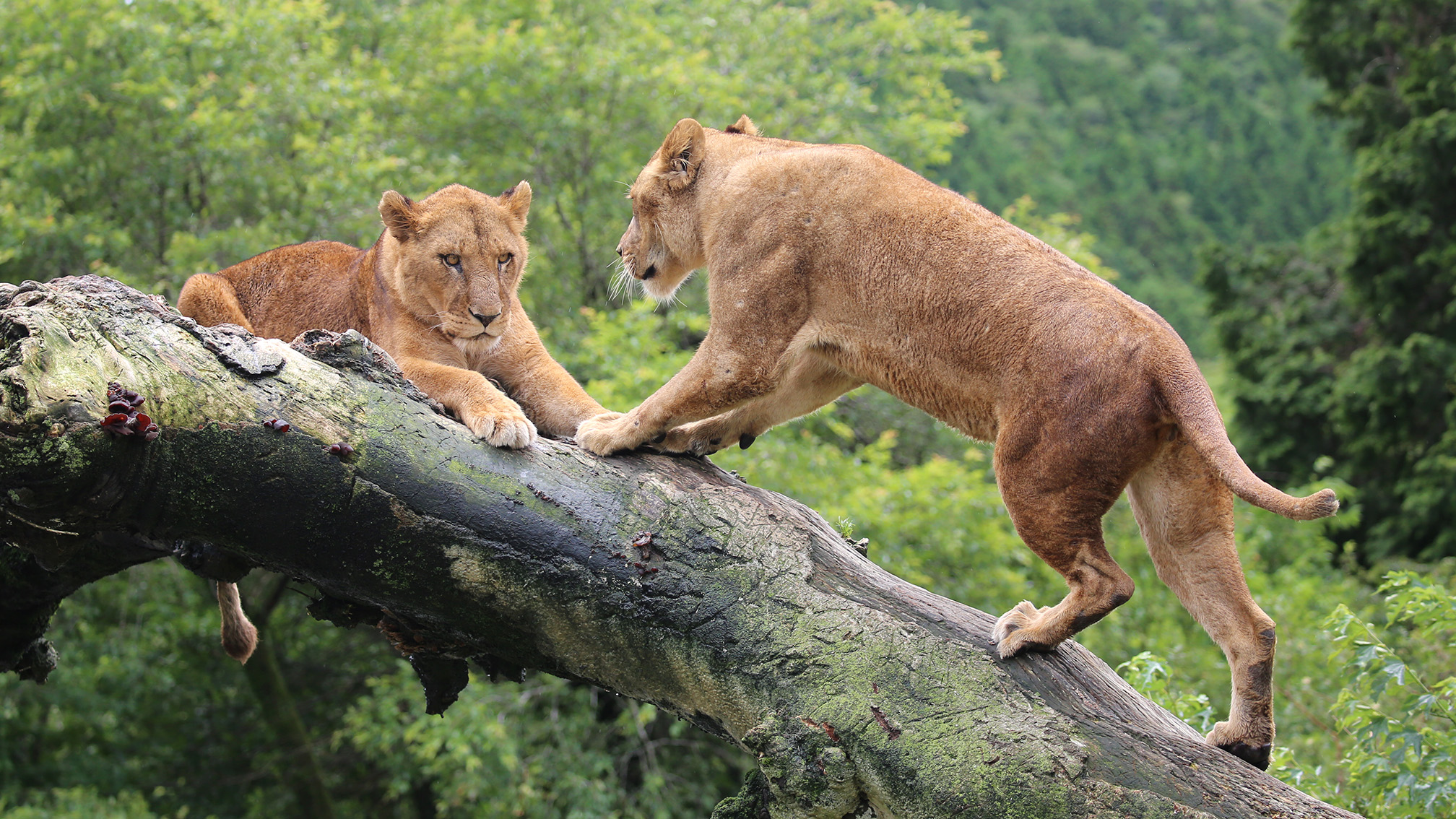 富士サファリパーク公式 同じようなシーンを ライオンゾーンでも目撃 私は絶対にここから動きませんよ という表情 メス ライオン同士の静かな戦い 富士サファリパーク T Co Hypvfpbgnv T Co Tkbq5qnj0e Twitter 富士サファリパーク公式 同じようなシーンを ライオンゾーンでも目撃 私は絶対にここから動きませんよ という表情 メス ライオン同士の静かな戦い 富士サファリパーク T Co Hypvfpbgnv T Co Tkbq5qnj0e Twitter