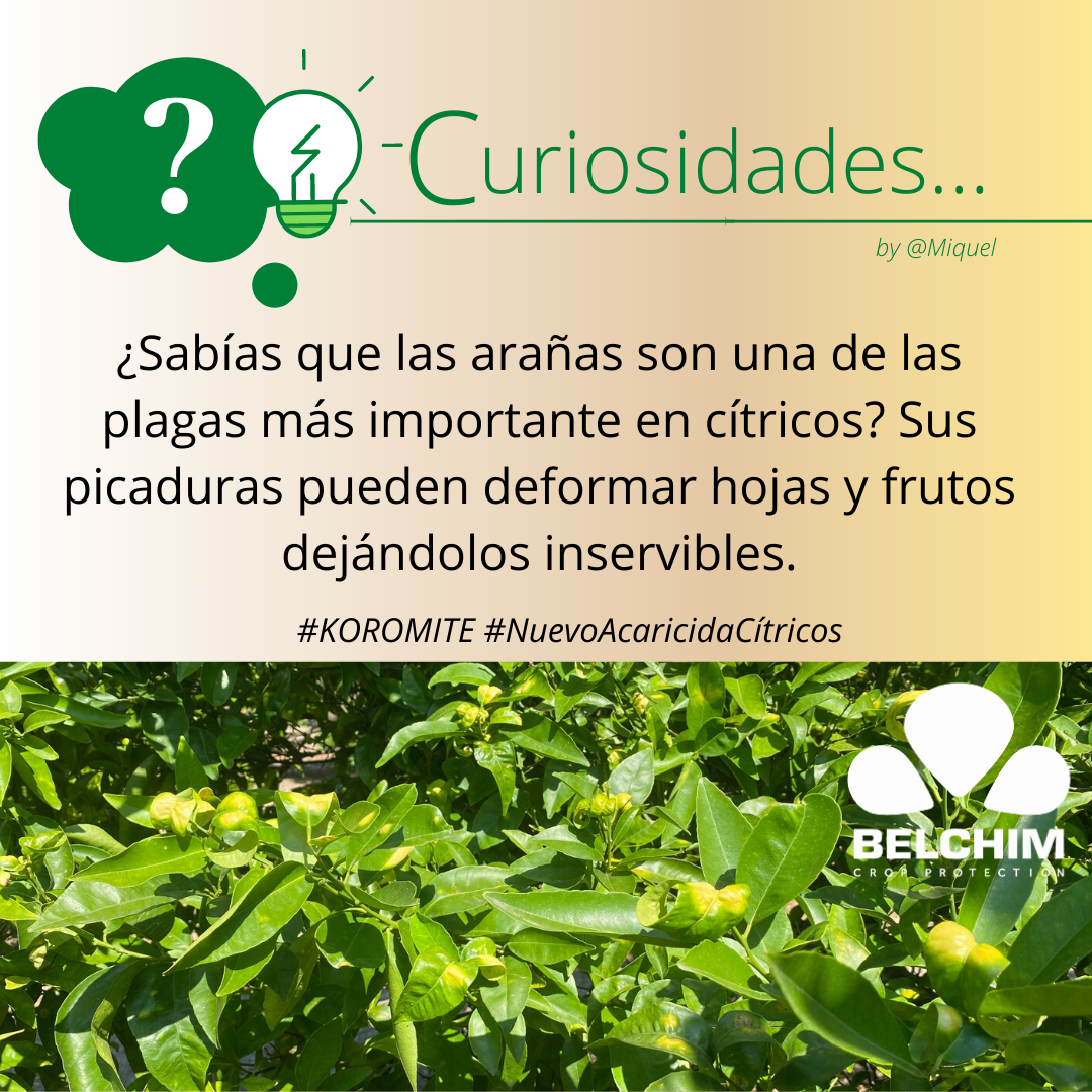 BelchimEspana's tweet photo. Con el aumento de temperatura es usual empezar a ver ataques de araña🕷 en cítricos 🍊 que pueden prolongarse hasta bien entrado septiembre. #Koromite es el nuevo #Acaricida de #Belchim #DelLabAlCampo. https://t.co/GbQErJqGZK