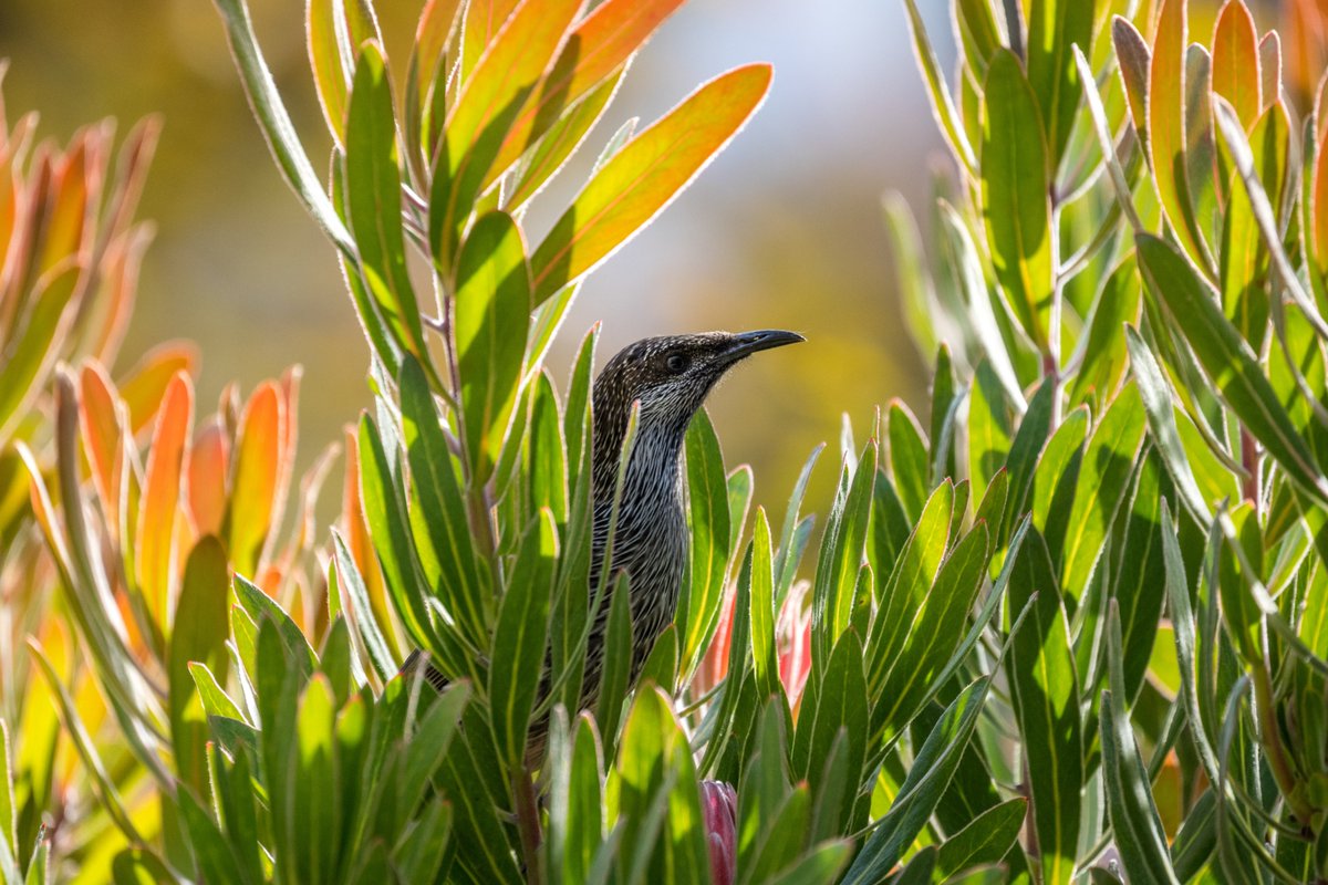 AndrewGeschke's tweet photo. Don't miss out! SWIFFT's #UrbanEcology Seminar is on tomorrow (9.45am-12.15pm). You can expect some great insights into the nature around your urban home. Really looking forward to a brilliant selection of talks #SWIFFT #GardensforWildlife #Landcare https://t.co/jY8BWs8ofi