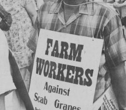 The Filipino workers had already been organizing earlier in the season, and had established a minimum rate they could accept. They walked off together in Delano when this rate wasn’t accepted. So, the growers replaced them with a new workforce, this time predominantly Mexican.