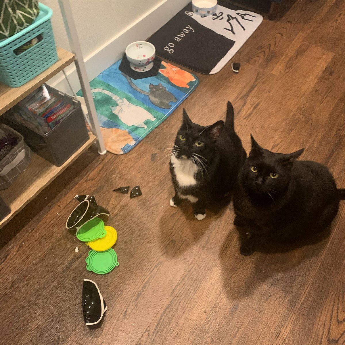 ThoraAndWilbur's tweet photo. Huh thatโs strange. #CatsOfTwitter #wickedcatwednesday
(No injuries occurred, luckily. Feets and fur were thoroughly checked ๐พ) https://t.co/YCAtvTjmz1