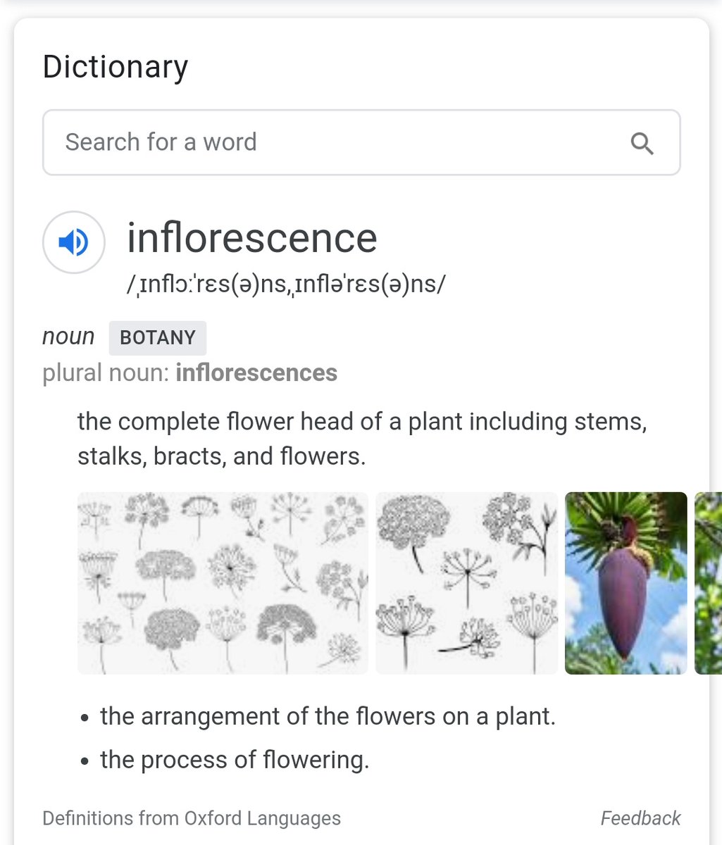 thebiggrog's tweet image. It looks nasty, clearly painful.

Surprisingly it's the flower, I'd guess the seed is spread complete with the flower?

#burr #inflorescence #dictionarytime
😁