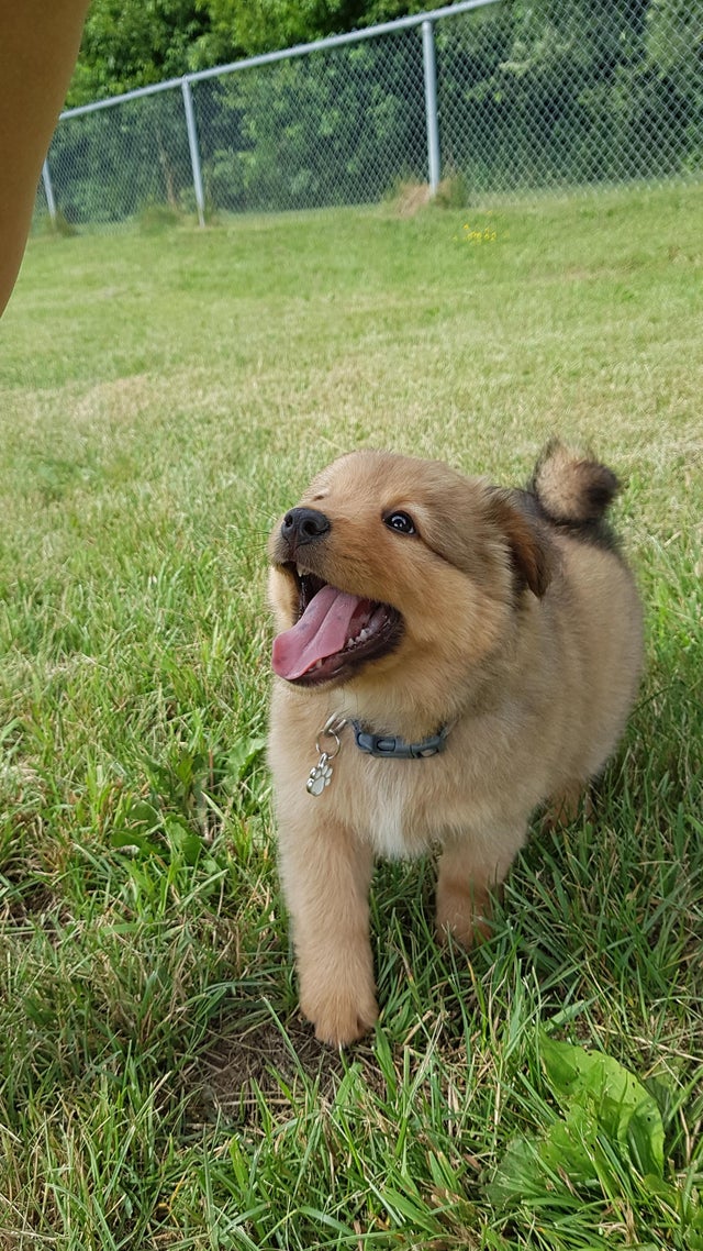 RelaxMyDog tweet media