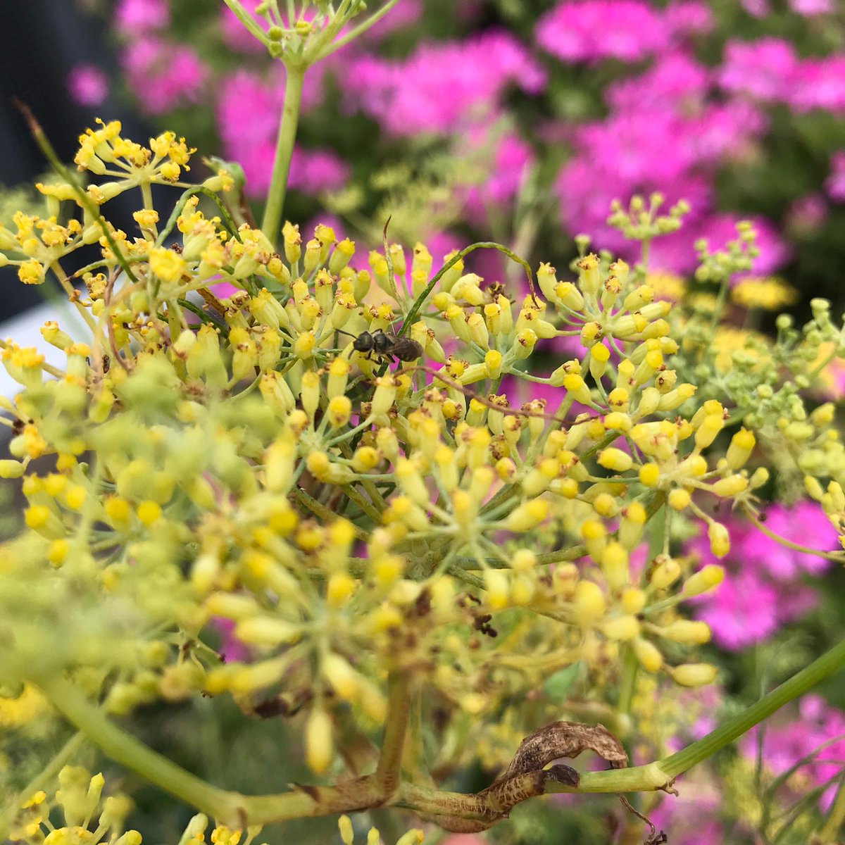 CDALDN's tweet photo. At Rosewood London, guests are returning to the Midtown BID maintained garden and beehives.
At the size of a large ant, the mining bee has a particular liking for Hyssop with its aromatic leaves and flowers. Can you see it?
#BeeWild #WildWestEnd #RosewoodLondon #MidtownLDN https://t.co/jMIcRbpG54