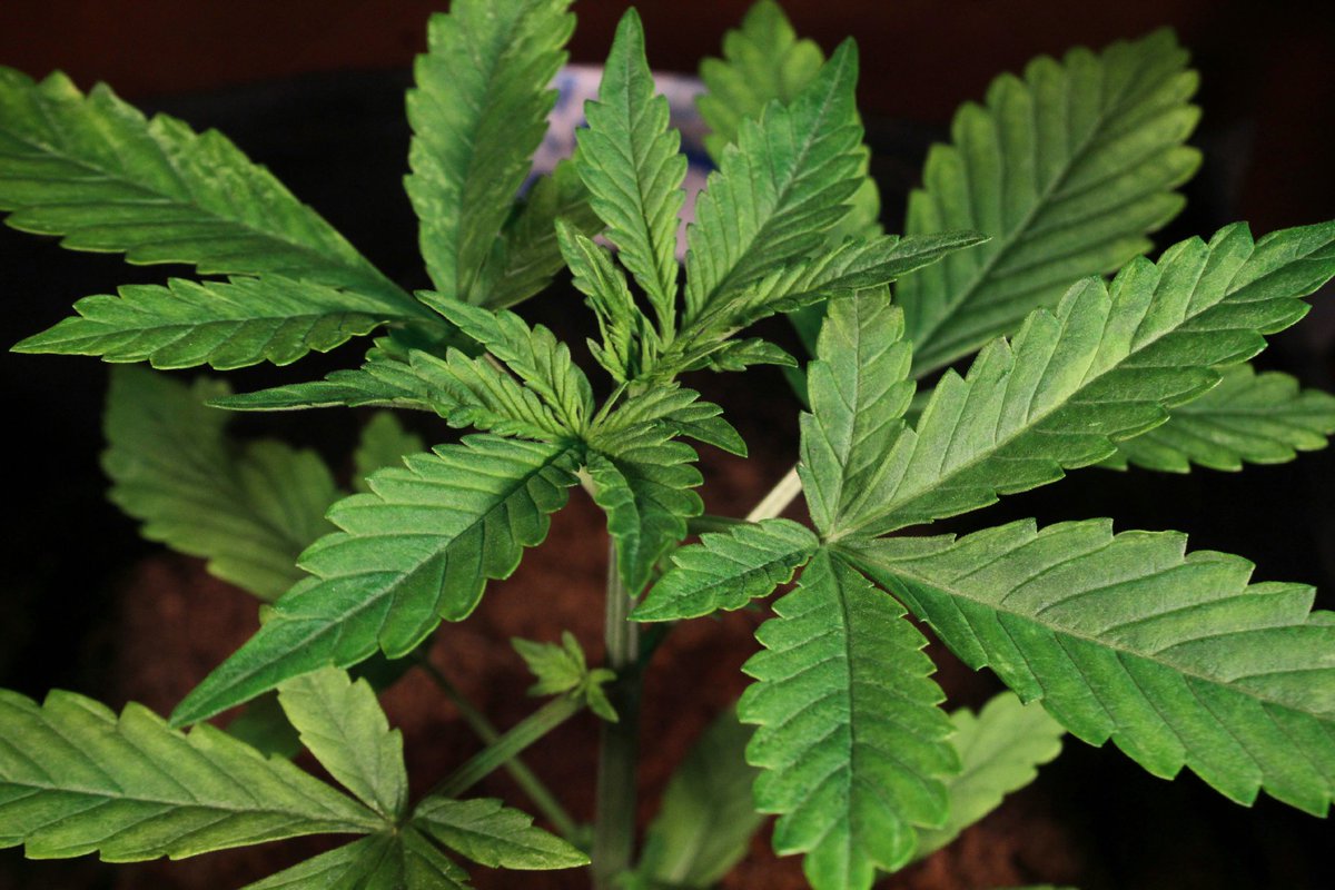 Greenseedtests's tweet photo. #Red_Poison_Auto una auténtica campeona, va a una velocidad que se le puede prácticamente verla crecer... Tiene unos 20cm, con el cultivo estoy más que contento, me parece una variedad fantástica, de flor roja, dominante indica, ocho semanas y afrutada dulce y de @sweetseeds_es https://t.co/nUZGKgxbo9