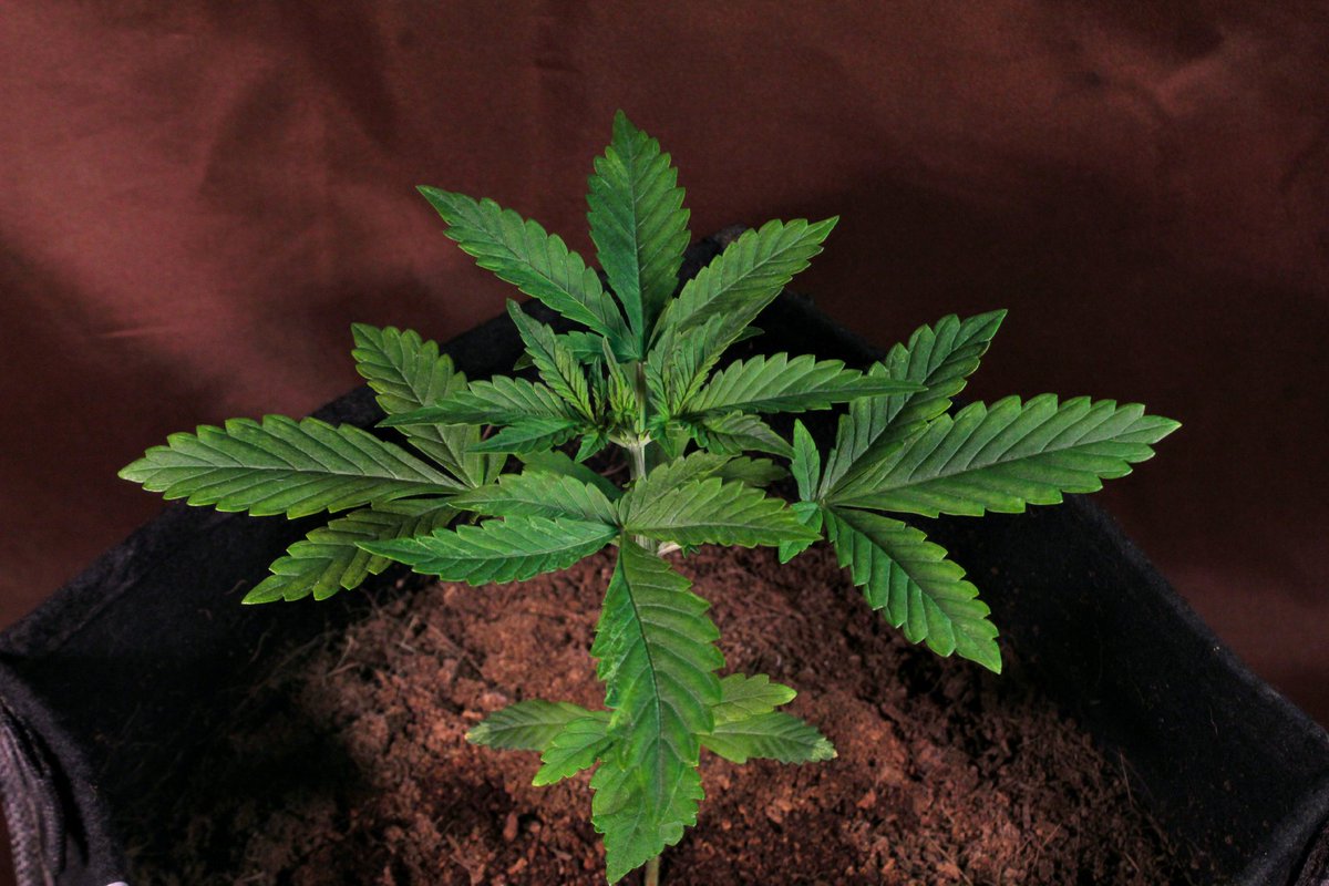 Greenseedtests's tweet photo. #Red_Poison_Auto una auténtica campeona, va a una velocidad que se le puede prácticamente verla crecer... Tiene unos 20cm, con el cultivo estoy más que contento, me parece una variedad fantástica, de flor roja, dominante indica, ocho semanas y afrutada dulce y de @sweetseeds_es https://t.co/nUZGKgxbo9