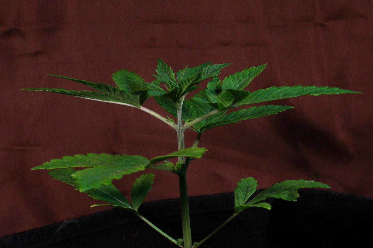Greenseedtests's tweet photo. #Red_Poison_Auto una auténtica campeona, va a una velocidad que se le puede prácticamente verla crecer... Tiene unos 20cm, con el cultivo estoy más que contento, me parece una variedad fantástica, de flor roja, dominante indica, ocho semanas y afrutada dulce y de @sweetseeds_es https://t.co/nUZGKgxbo9