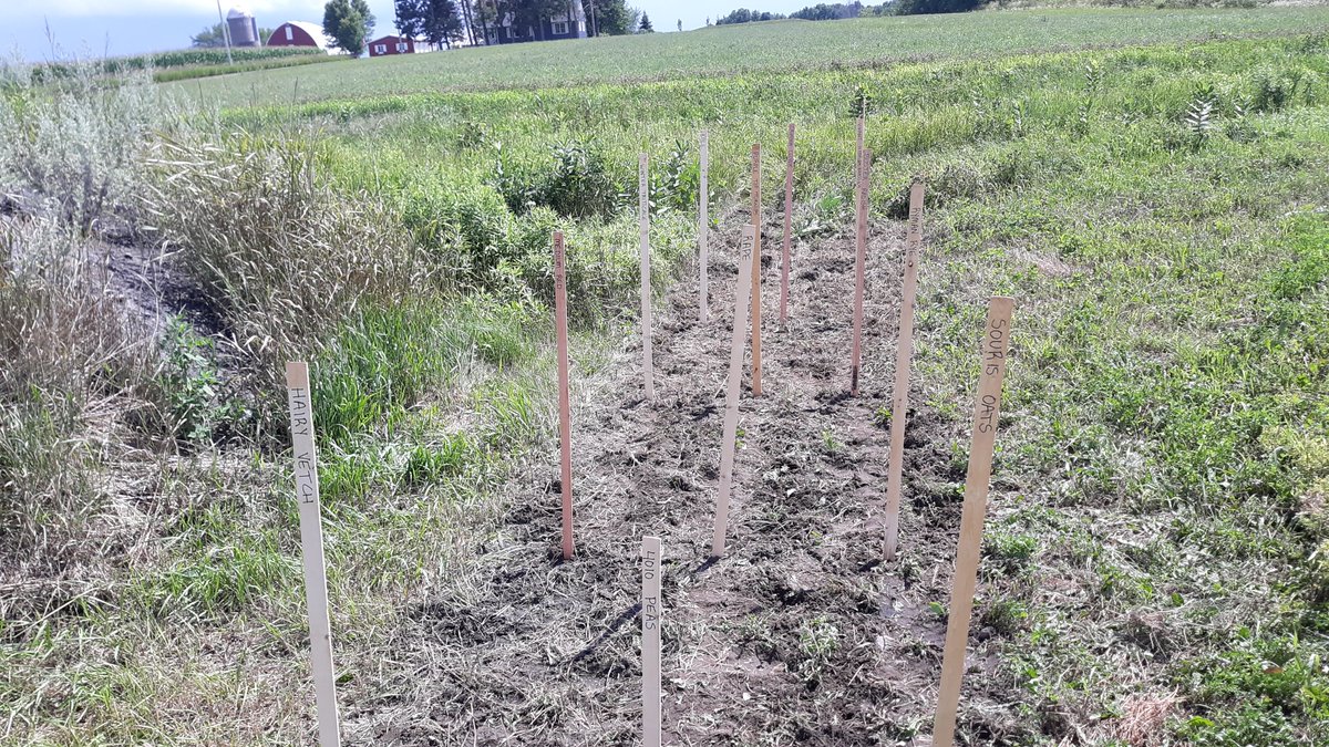 Cover crop show plot seeded! This will be for the farm show so guys can see the most useable covers for this climate! We can dig them up so guys can see the roots!