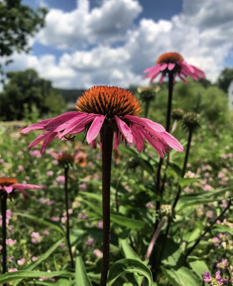 KateOnorato's tweet photo. Peace. It does not mean to be in a place where there is no noise, trouble or hard work. It means to be in the midst of those things and still be calm in your heart #bestillmyheart  #calminthechaos #flowerpower #laurelhighlands #ohiopyle https://t.co/hIFevnoNMt