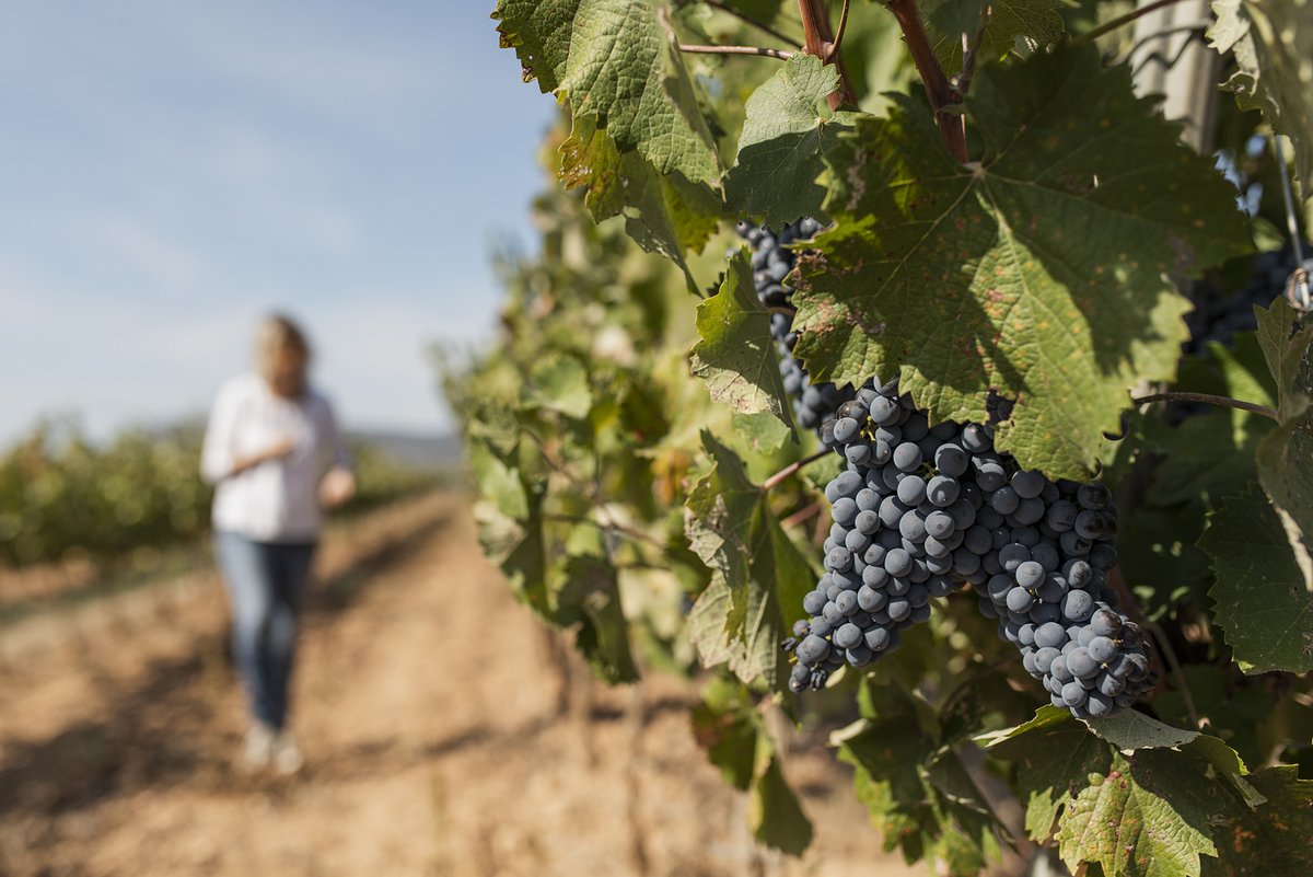 RutadelVideLleida tweet media