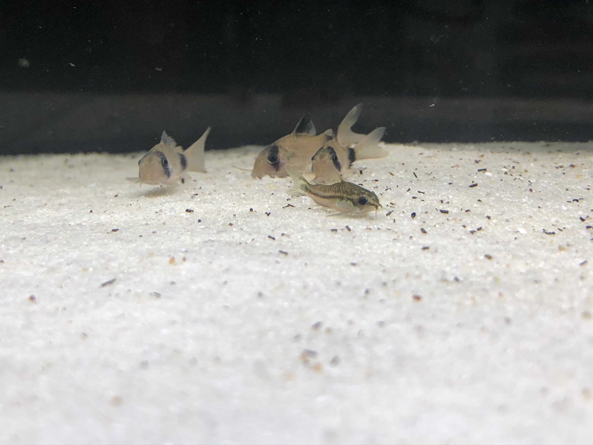 8 久しぶりに新しい生態導入 コリドラスパンダ コリドラスピグミー どっちもかわいい アクアリウム T Co Uaqcj5aosu Twitter