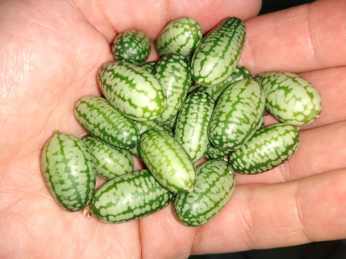 meteomabe's tweet photo. #melothria (mini #cucumber) harvest in my #garden. https://t.co/wcFsrVrpRc