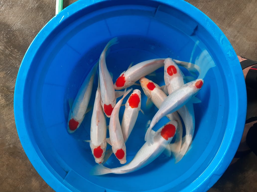 MaqniG's tweet photo. Tanchi Kohaku 23-34cm
Harga sepaket Rp. 3jt
Lokasi Blitar
Phone/WA 082266288007 #FotoProfilBaru https://t.co/Nkfkn1lqOz