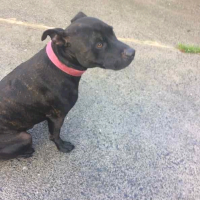 PeterSelie2's tweet image. Bruno loves his walks, and loves having a fuss. He is not good with other dogs and is not keen on children.
Could you offer this boy a sofa to call his own ?
findingfureverhomes.org.uk/dogs/bruno/

#rehomehour