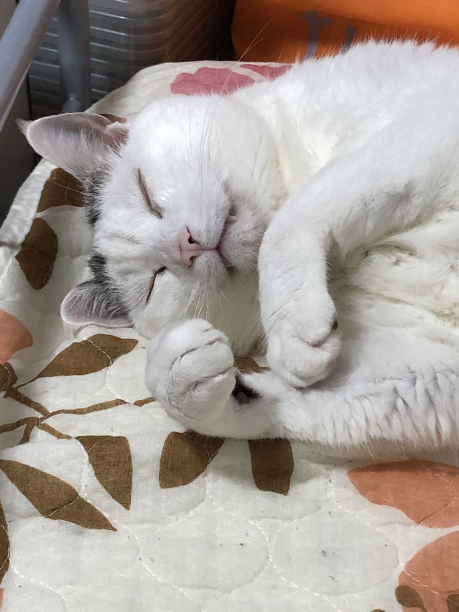 #にゃんにゃんの日 
#猫好きさんと繋がりたい 
#猫のいる暮らし #猫との生活 
#ヅラ猫 #nyancon01 #catsofinstagram