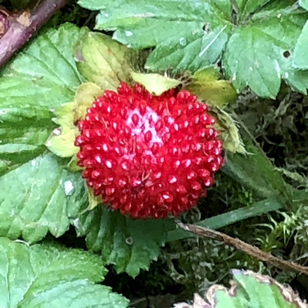 glaubeweiter's tweet photo. Ein paar #Schritte #abseits des #Weges : #Walderdbeeren Sehr #klein #leuchtend #rot und herrlich #süß und #aromatisch Wer könnte da widerstehen? 😋#KenntIhrDasAuch ? #Erdbeeren gehören zu den besten #Erfindungen des lieben #Gottes 😇 Für seine #Schöpfung #dankbar ! #dnkgtt https://t.co/cA4ohfUuAP