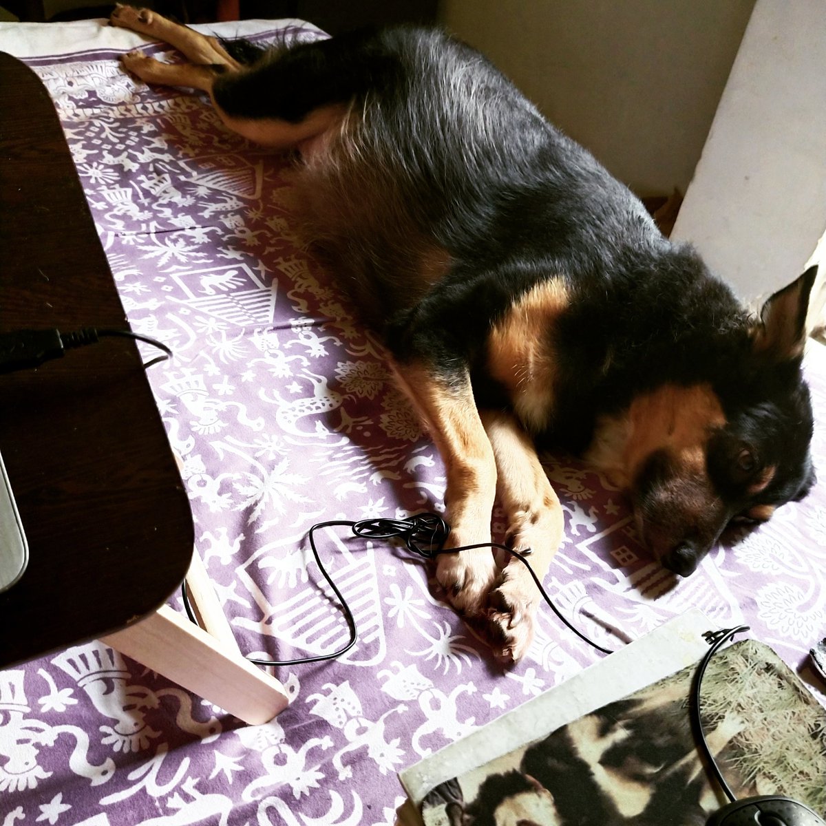 sohinimaitra's tweet photo. My co-worker is sleeping on the job...
#crazydogladywrites #thimpoo #dogsarejoy #dogsoftwitter #adoptdontshop https://t.co/eu9v3qSAEo