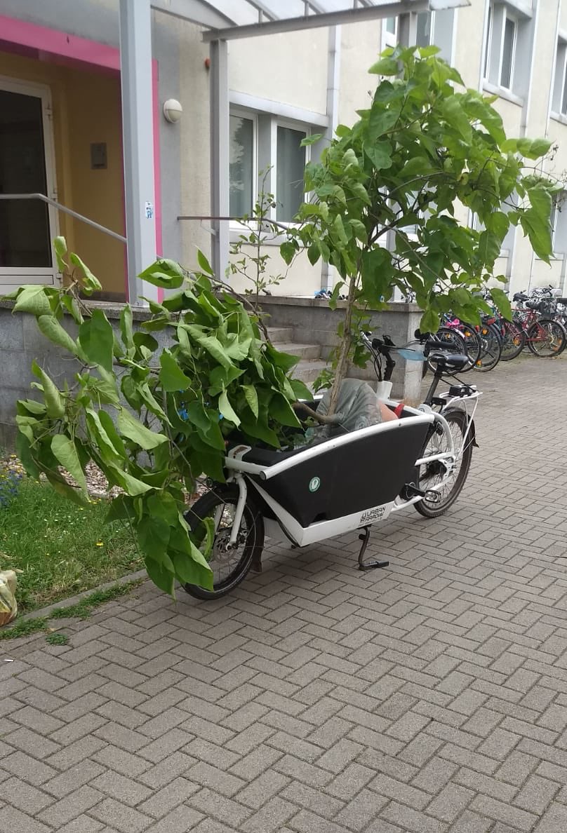 ottopflanzt's tweet photo. Wir freuen uns über unsere erste #Baumspende! Danke dafür! Die sechs Bäumchen finden in den nächsten Tagen ihre neue Heimat in der @Ottostadt und der nähreren Umgebung. Wenn ihr - in welcher Form auch immer - uns unterstützen wollt, meldet euch gerne bei uns! https://t.co/NhKEhb0Gap