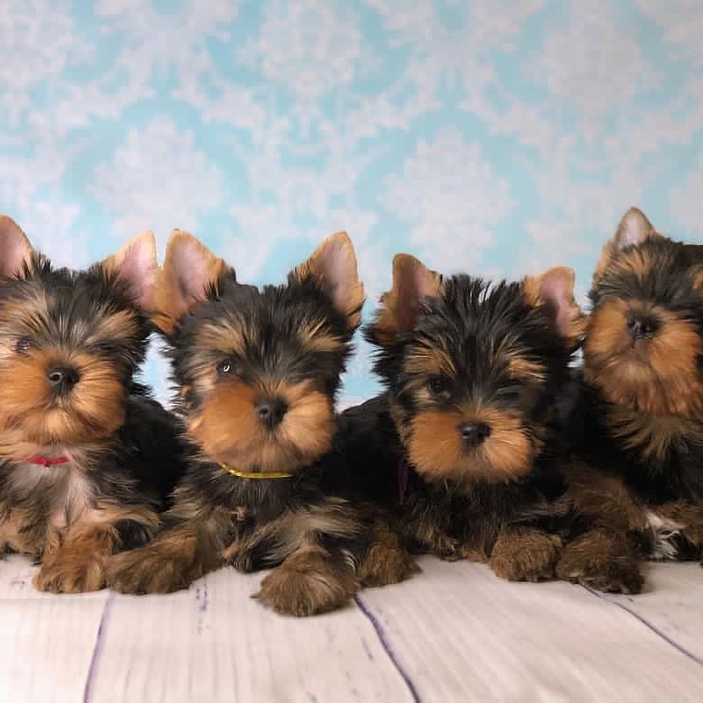 YorkiYorkie's tweet photo. #Florida #yorkie #USD #AmericaOrTrump #Americans #AmericanAirlines #bbcnews # https://t.co/KaMNNzoMfy