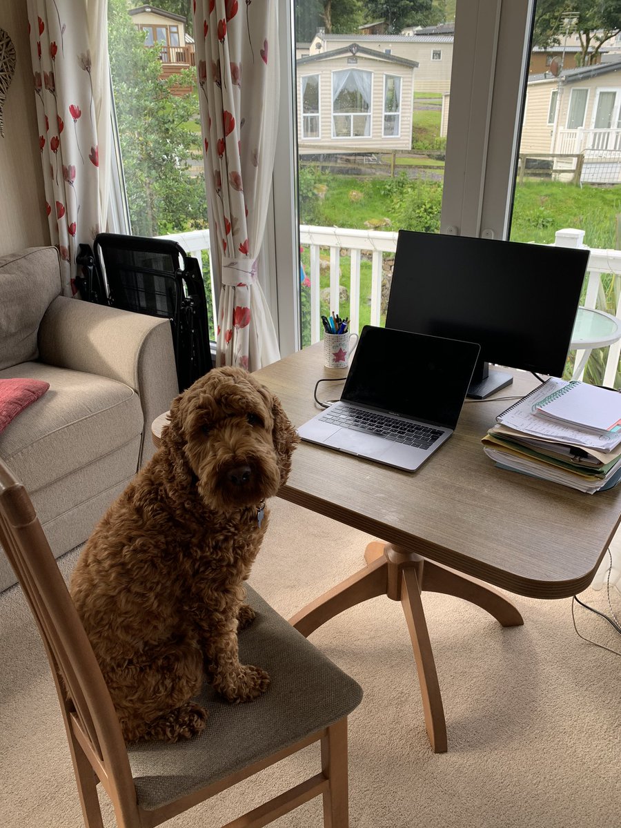 HutcheonG's tweet photo. Welsh workstation ready for 48hr writing retreat. My trusty assistant will ensure regular breaks are taken for patting and walksπ #nokids #nointeruptions #grantwriting https://t.co/id4HvUfwkx