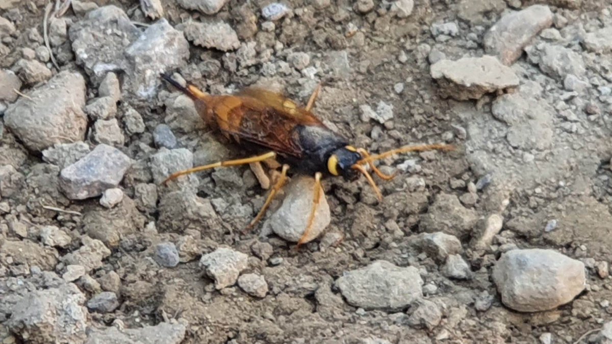 Any #entomologists out there can help with ID of this wee beastie found in a Gwent garden - was thinking Asian hornet maybe ?? Apparently a fair size and quite aggressive #insects #buglife #gwentnaturalists #hornet