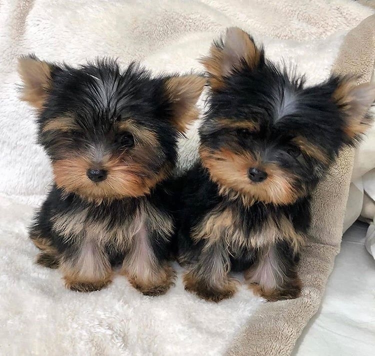 YorkiYorkie's tweet photo. #puppies #feature #yorkieswag #yorkiegirl #yorkiemom #doglover #pet #cute #yorkiepoo #puppiesofinstagram #yorkiebaby #ilovemyyorkie #lovers #yorkiesarethebest #yorkieofficial #pets #yorkieloversworldwide #yorkiepuppies #petsofinstagram #yorkiesrule #styles #dogoftheday https://t.co/p5cJEbQlKI