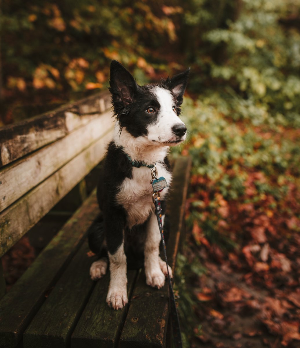 OpinionLine96's tweet photo. CALLS FOR NEW DOG THEFT LAWS - @JamesBrowneTD speaks to @deshocks on changing the laws to make dog theft a new prosecutable offence. 

Dog thefts have skyrocketted over the Covid period. 

Do you think this is a good idea?

#newlaws #dogtheft #mansbestfriend https://t.co/s7OoUaXyEx