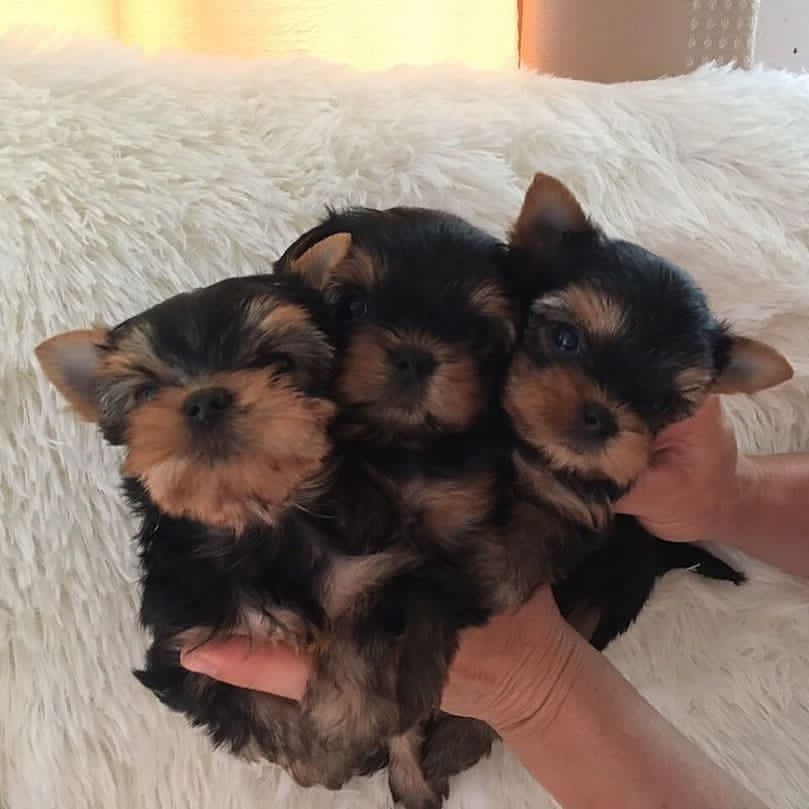 YorkiYorkie's tweet photo. #yorkies #yorkie #yorkiesofinstagram #yorkshireterrier #yorkshire #yorkielove #yorkiegram #dogsofinstagram #dogs #yorkielife #dog #yorkielovers #terrier #yorkiepuppy #dogstagram #yorkiesofficial #puppy #yorkiesofig #yorkieoftheday #yorkshireterriersofinstagram #yorkiefamous https://t.co/l0CKu58E5h