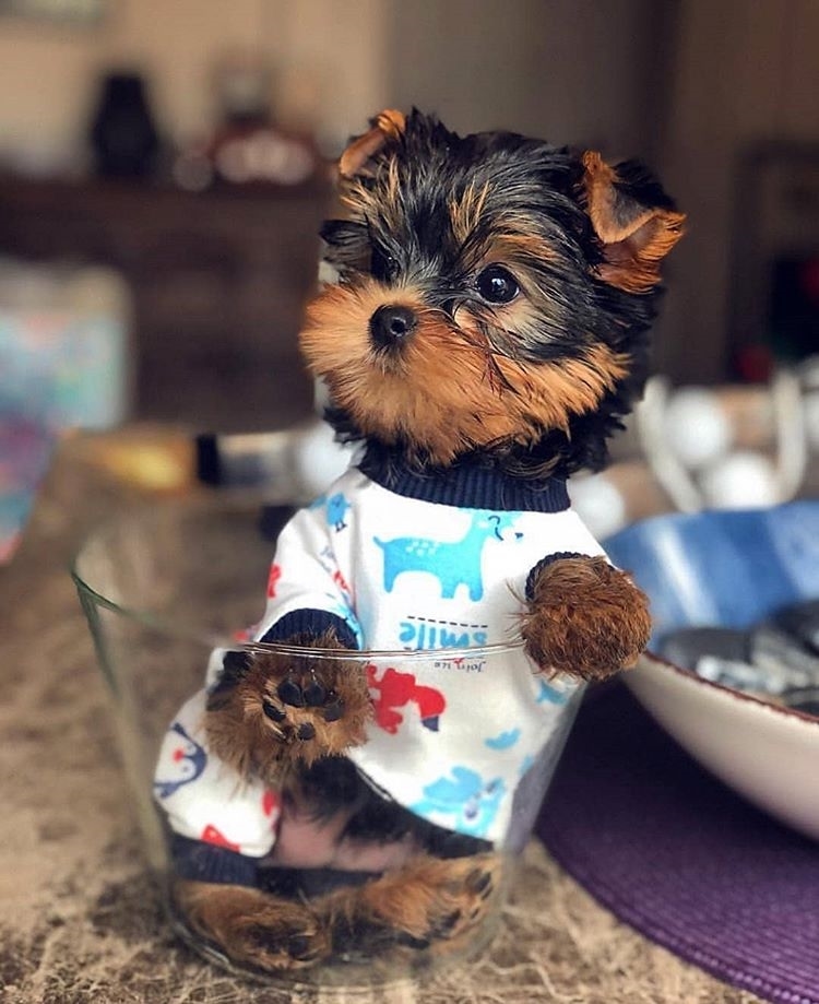 YorkiYorkie's tweet photo. #yorkiestagram #york #yorkiestyle #cutedogs #instayorkie #ilovemydog #yorkieofinstagram #yorkiemix https://t.co/XqJUm0FATV
