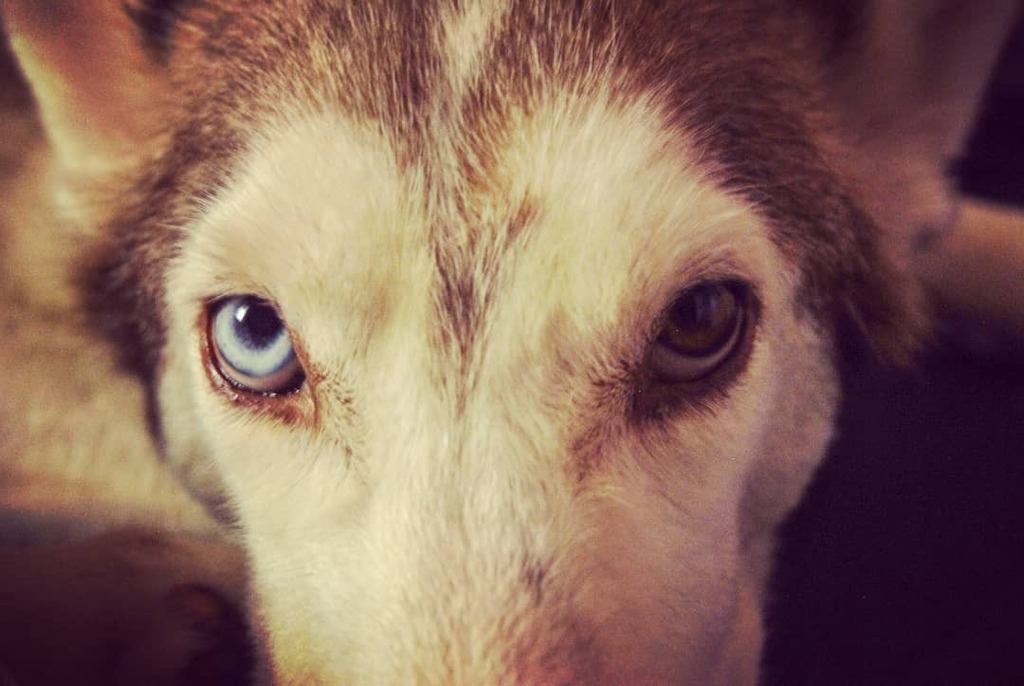 CorgiTheHuskyPH's tweet photo. Mind control powers, ACTIVATE! You will give me treats! You will give me pats and scritches! You will hug me!
#dog #dogs #dogsofinstagram #instadogs #igdogs #doggo #bestdogs #cutedog #funnydogs #dogsarebetter #doggy #doglovers #uniquedogs #dogpics #petsagram #dogpictures … https://t.co/YSVMv8O8Ed