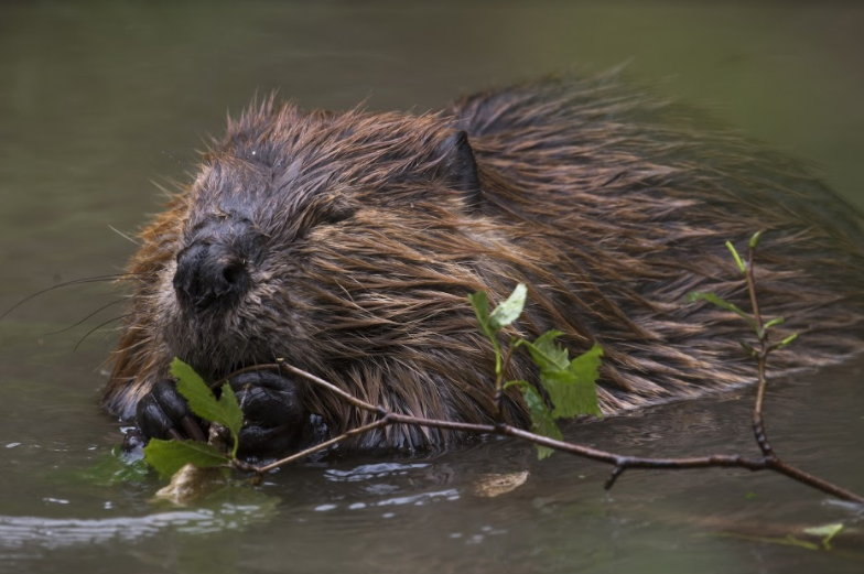 You can learn so much about history by place names. The Beverley Brook which flows through Kingston is thought to get its name from the beavers that once lived on the river. Beavers became extinct in the UK in the 16th century but are now being reintroduced! #WildlifeWednesday
