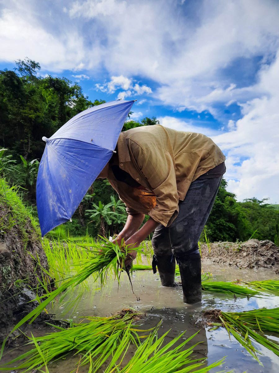 theindiatrail's tweet photo. Terrace cultivation in Phek district, Nagaland. 
PC: @NukholuS https://t.co/9r1aItlAEh