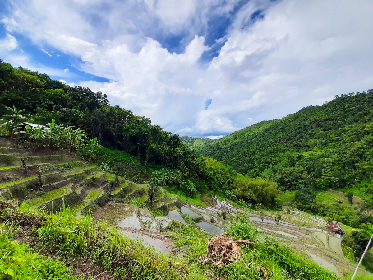 theindiatrail's tweet photo. Terrace cultivation in Phek district, Nagaland. 
PC: @NukholuS https://t.co/9r1aItlAEh