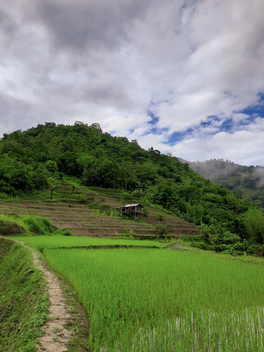 theindiatrail's tweet photo. Terrace cultivation in Phek district, Nagaland. 
PC: @NukholuS https://t.co/9r1aItlAEh