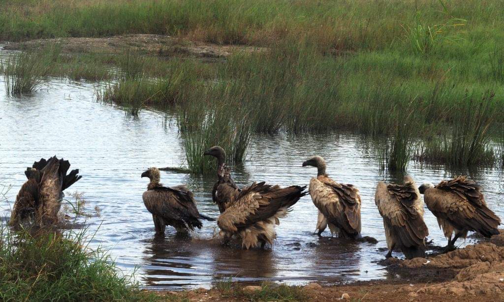 LetTheAdventur2's tweet photo. Vultures taking an early morning bath in style #birdsphotography #nairobinationalpark #magicalkenya https://t.co/pgcoyZxnrL