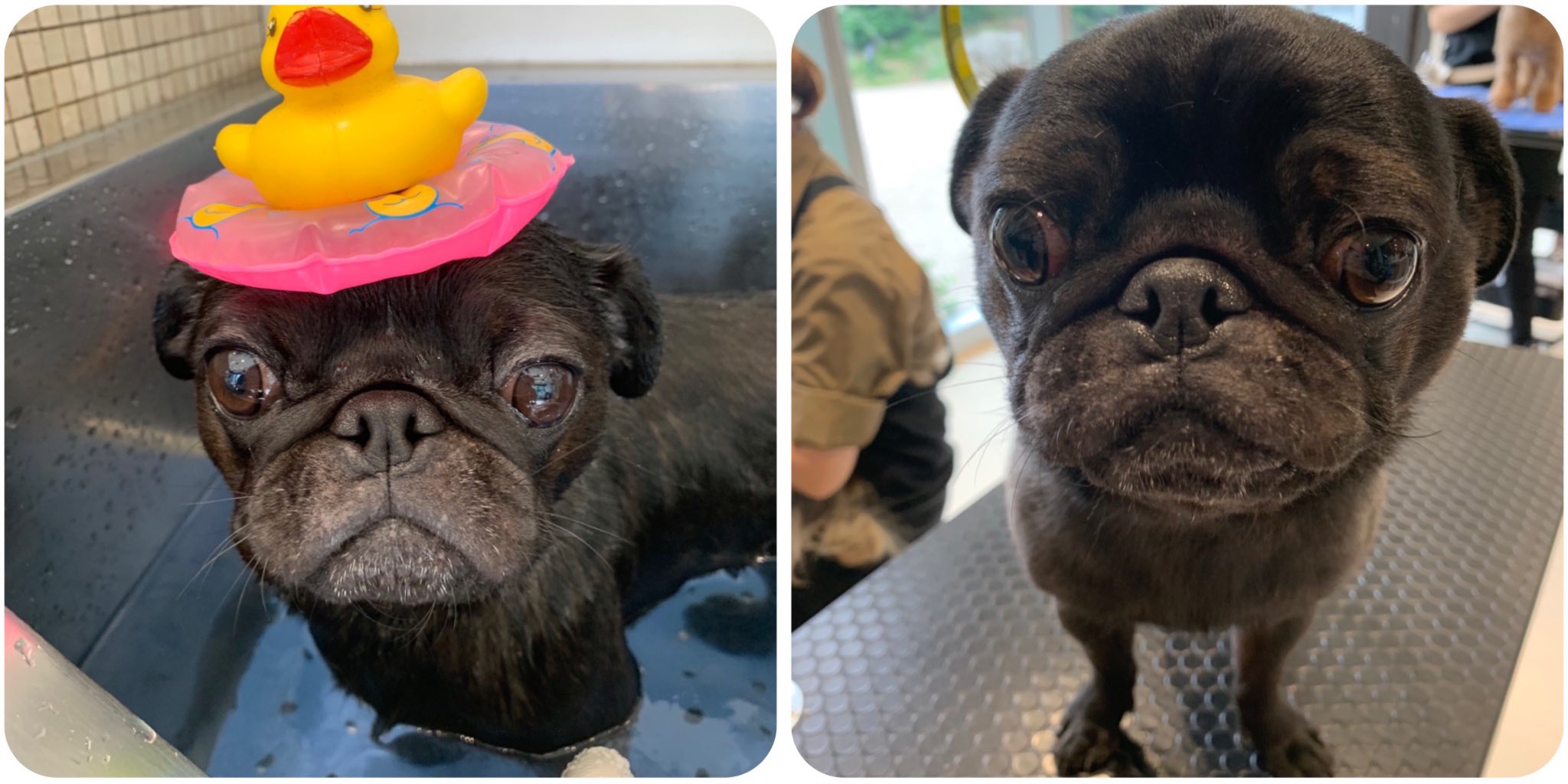 Tweets With Replies By Blackpug Bon Blackpugbon Twitter