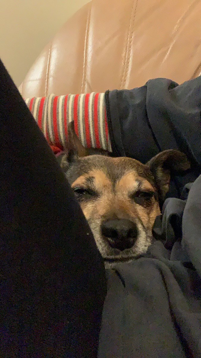 JessieTheLabDog's tweet photo. Knackered after a long day of demanding food from my colleagues @ShabaniFarzin @conservbytes @GlobEcoFlinders https://t.co/lSLLzSReq6